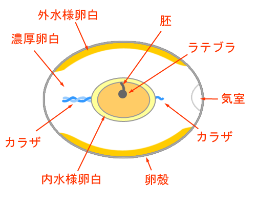 たまご断面図